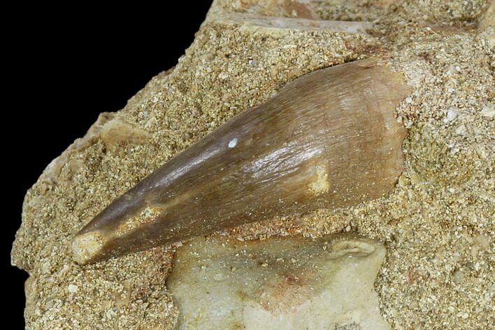 Fossil Plesiosaur (Zarafasaura) Tooth - Morocco #127417
